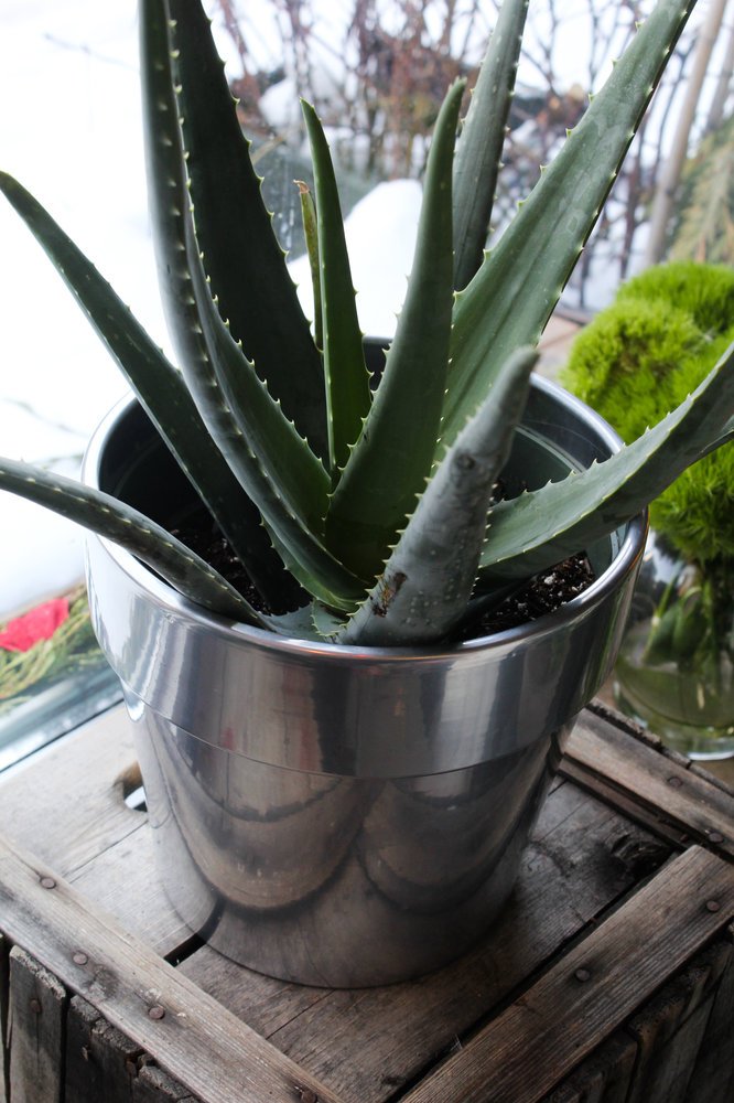 Aloe vera