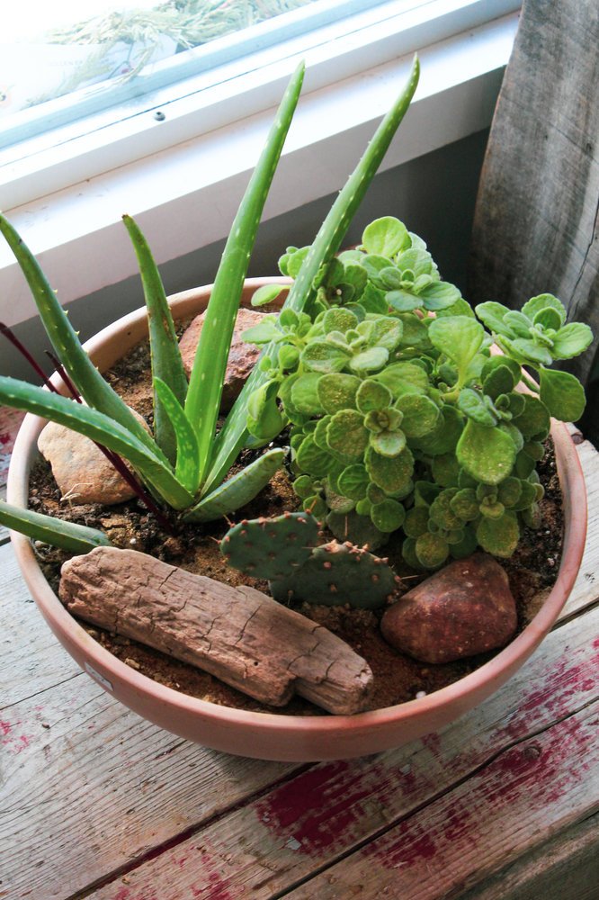 Arrangement de plantes comestibles