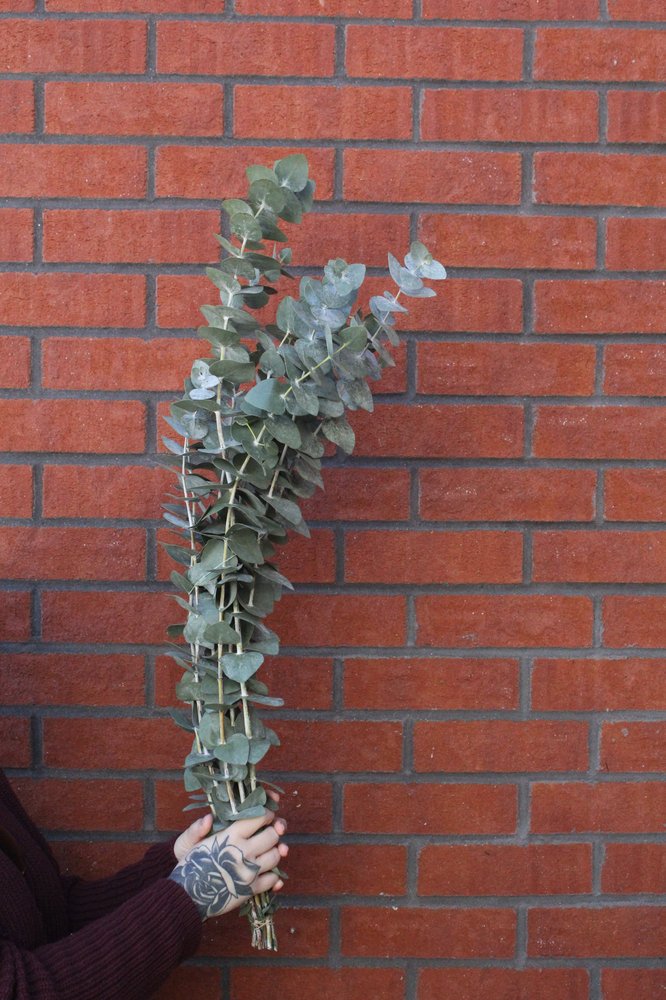 Bouquet d'Eucalyptus True Blue