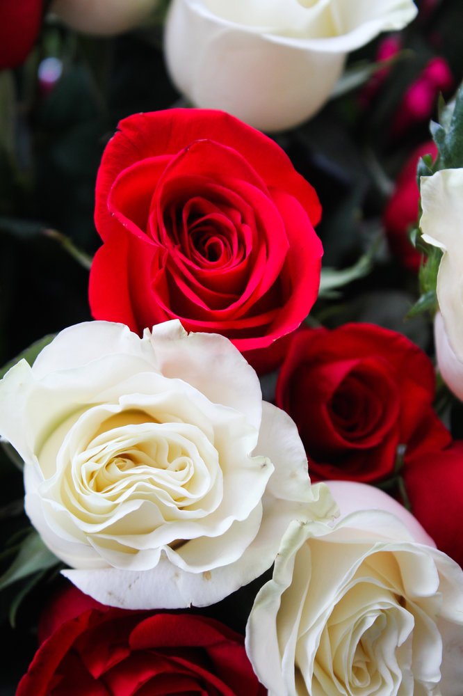 Bouquet de 6 roses