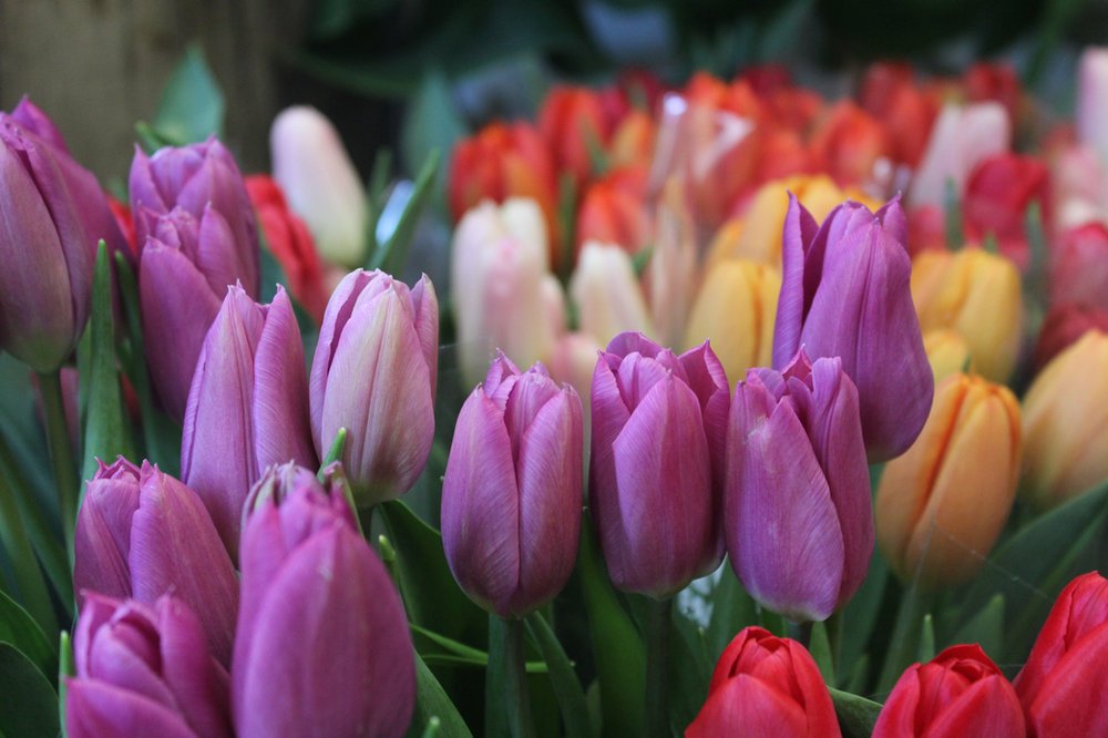 Bouquet de 10 tulipes (10 tiges)