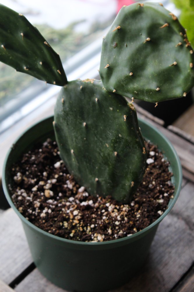 Bunny Ears Cactus