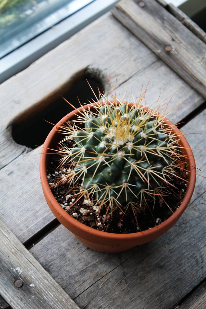 Cactus - choix du fleuriste