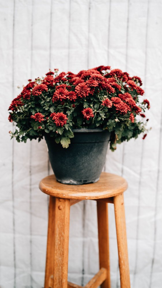 Chrysanthème d'automne