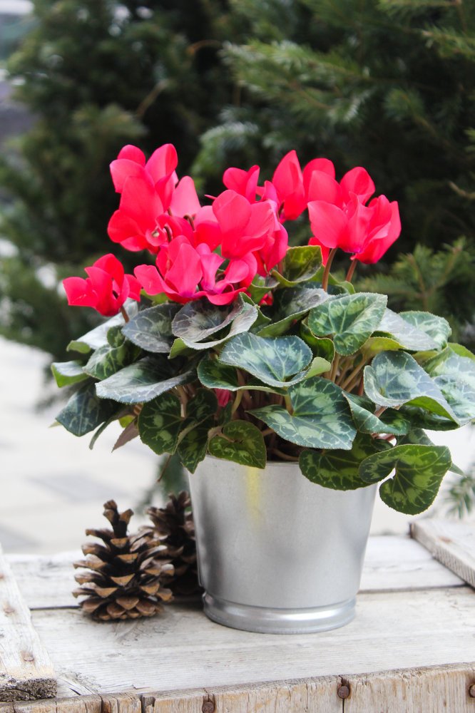 Cyclamen - couleurs variées
