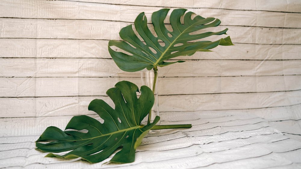 Feuille de Monstera (medium)