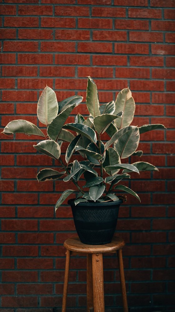 Ficus elastica (caoutchouc)