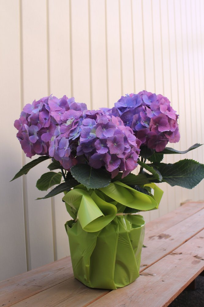 Hydrangeas en pot