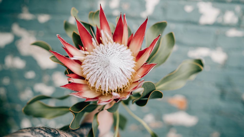 King Protea