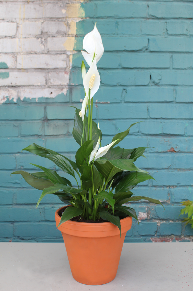 Lilium