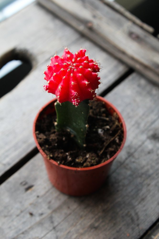 Moon cactus