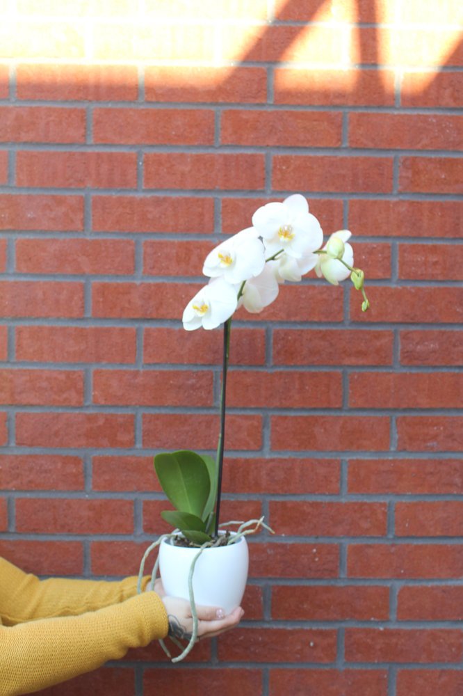 Orchidées