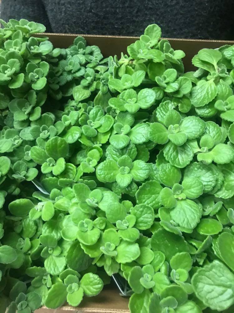 Origan comestible de Cuba