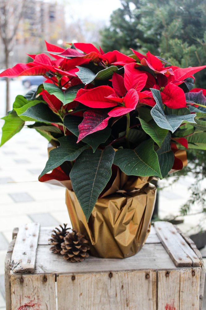 Poinsettia