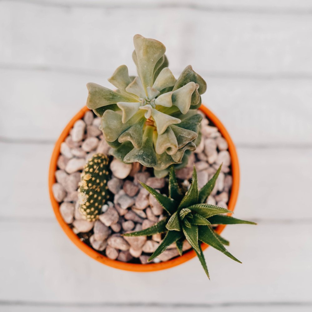 Pot de plantes succulentes