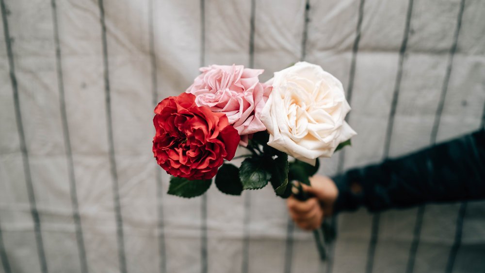 Rose des jardins