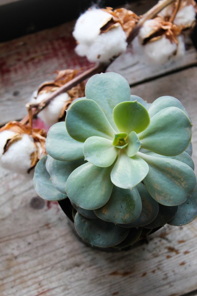 Succulente - choix du fleuriste