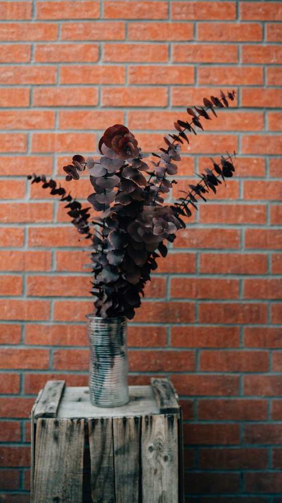 Tige/bouquet d'eucalyptus traité séché