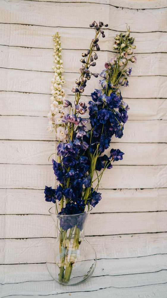 Tige de Delphinium
