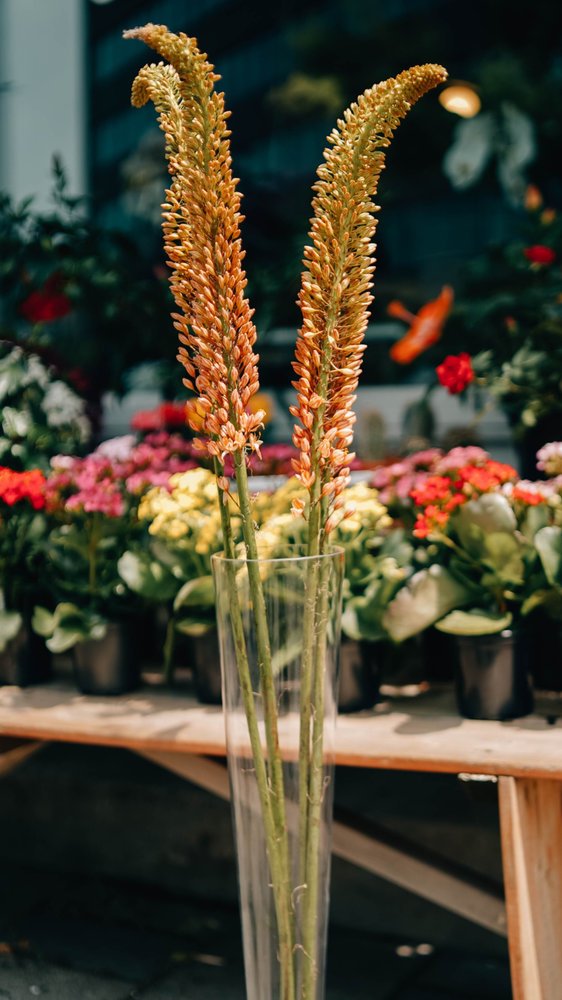 Tige Eremurus